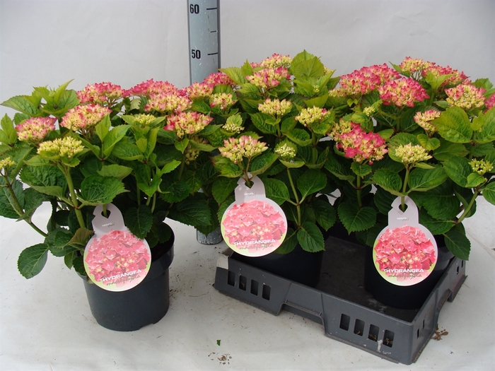 <h4>Hydrangea mac.   ...</h4>