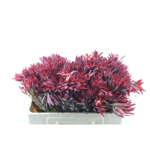 Leucad Sal Blush