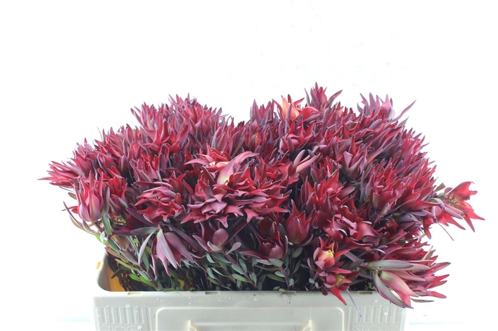 <h4>Leucad Sal Blush</h4>