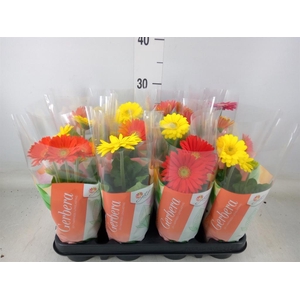 Gerbera  'Colourgame'   ...mix
