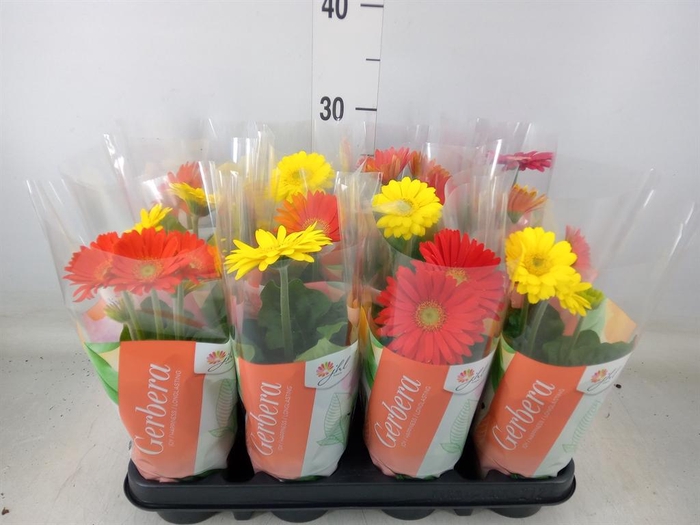 <h4>Gerbera  'Colourgame'   ...mix</h4>