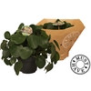 Pilea peperomioides 'must have'