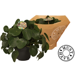 Pilea peperomioides 'must have'