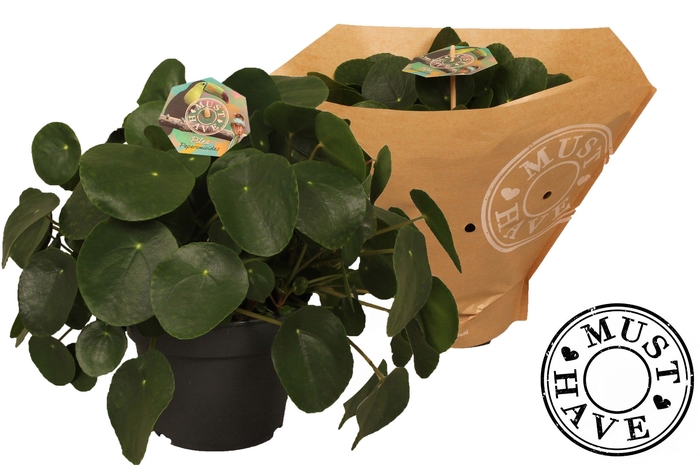 <h4>Pilea peperomioides 'must have'</h4>