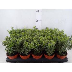 Euonymus japon. 'Microphyllus Albo'