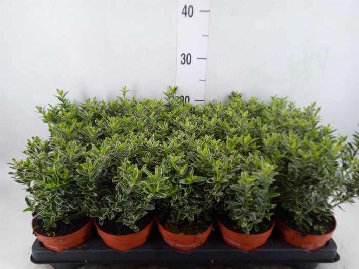 <h4>Euonymus japon. 'Microphyllus Albo'</h4>
