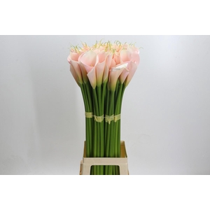 Zantedeschia Eydolls Salmon