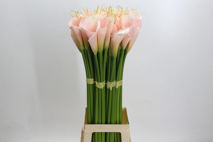 <h4>Zantedeschia Eydolls Salmon</h4>