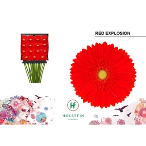 Gerbera Red Explosion Diamond Per Kaart