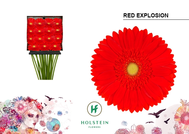 <h4>Gerbera Red Explosion Diamond Per Kaart</h4>