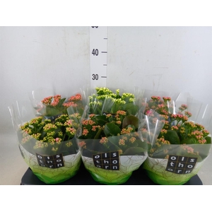 Kalanchoe blos.   ..rosebud mix  5