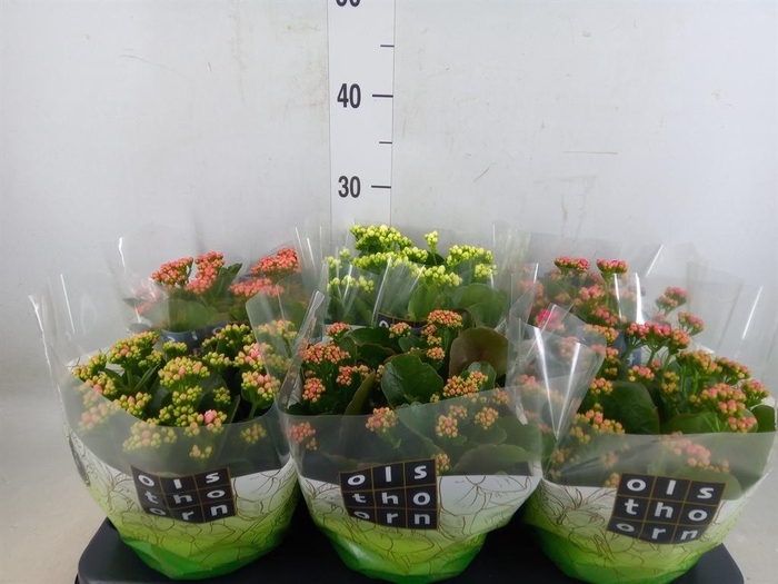 <h4>Kalanchoe blos.   ..rosebud mix  5</h4>