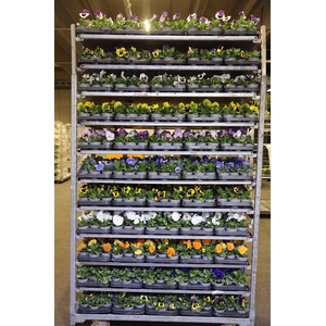 Vio F1 Hybr Mixk 1 Kleur Per Tray