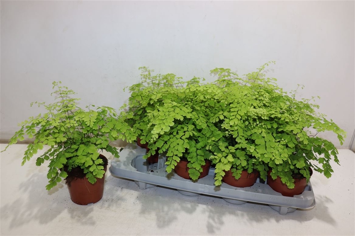 <h4>Adian Rad Fragrans</h4>