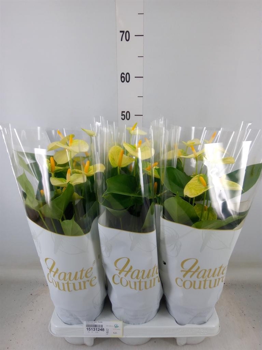 <h4>Anthurium andr. 'Vanilla'</h4>