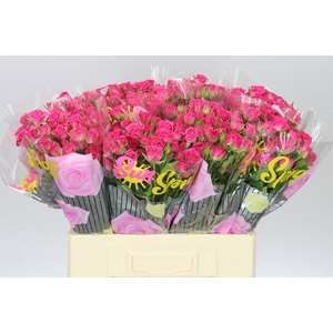 Rosa Tr Lianne