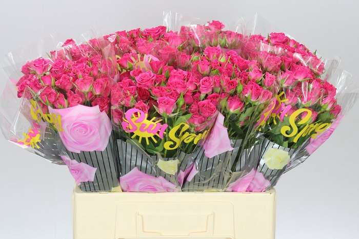 <h4>Rosa Tr Lianne</h4>