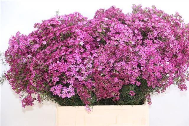 <h4>Chamelaucium uncinatum 'Grand Jupiter'</h4>