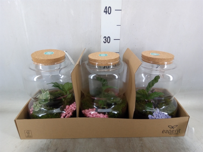 <h4>Arr.   Planten H%</h4>