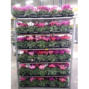 Cyclamen MD 'Macro'