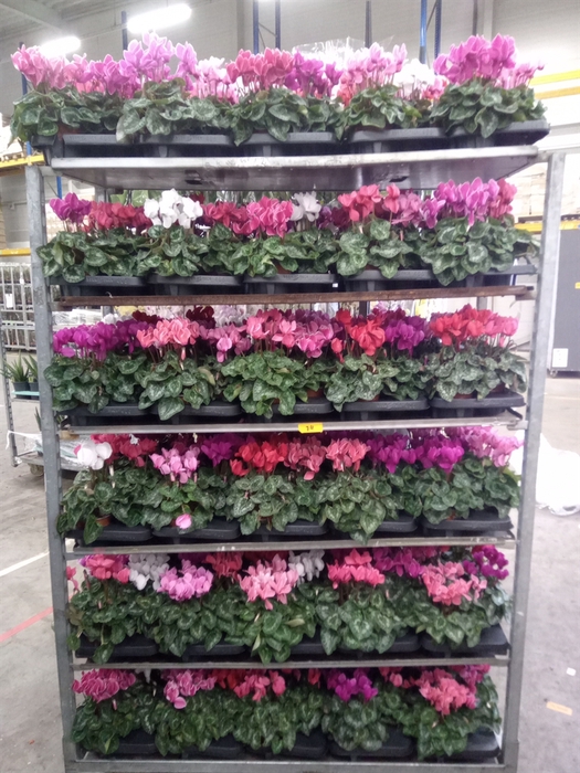 <h4>Cyclamen MD 'Macro'</h4>