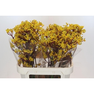 Anigozanthos Yellow Gem