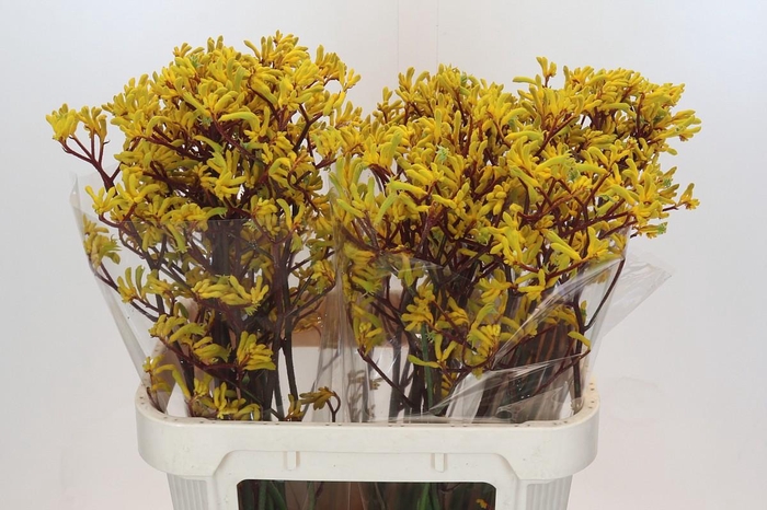 <h4>Anigozanthos Yellow Gem</h4>