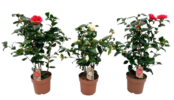 <h4>Camellia gemengd 3 kleuren</h4>