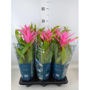 Guzmania  'Suerte Cerise'