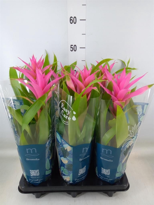 <h4>Guzmania  'Suerte Cerise'</h4>