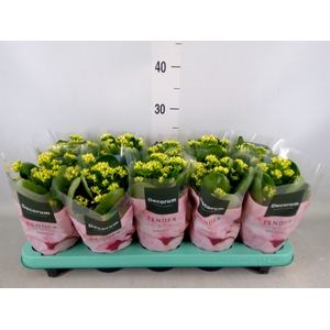 Kalanchoe blos. 'Serenity Silk'