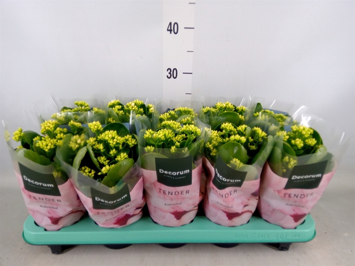 <h4>Kalanchoe blos. 'Serenity Silk'</h4>