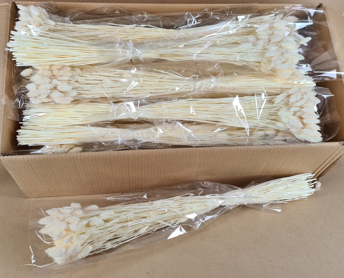 <h4>DF Phalaris Bs Bleach 100g</h4>