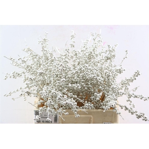 Ilex Klbh Platina Stem