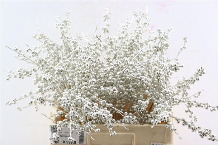 <h4>Ilex Klbh Platina Stem</h4>