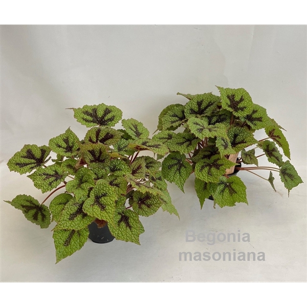<h4>Begonia masoniana 14cm [original Iron Cross]</h4>