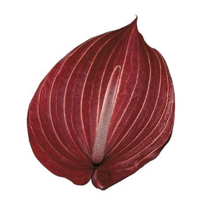 Anthurium Safari
