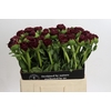 Paeonia Old Faithful