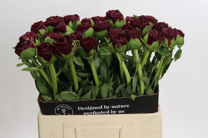Paeonia Old Faithful