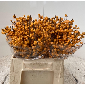 ILEX VE GOLD VERBOOM