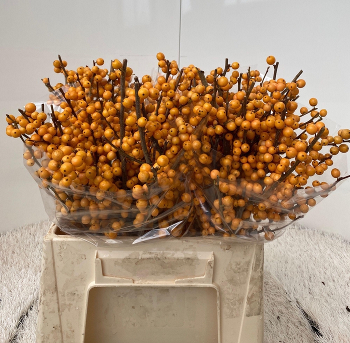 <h4>ILEX VE GOLD VERBOOM</h4>