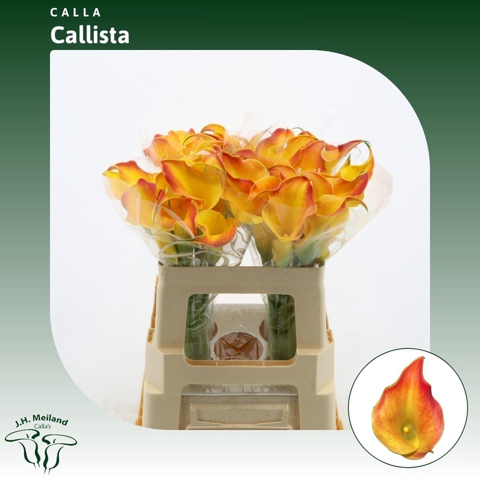 <h4>Calla Callista</h4>