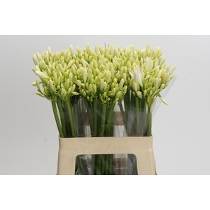 Agapanthus Gletsjer