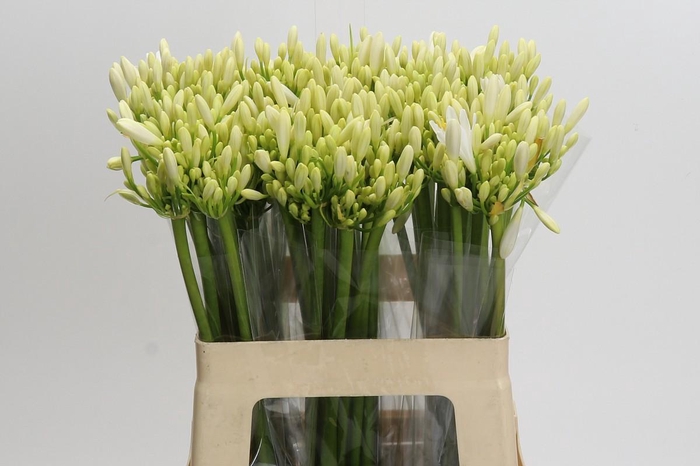 Agapanthus Gletsjer