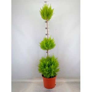 Cupressus macro. 'Goldcrest' .shape
