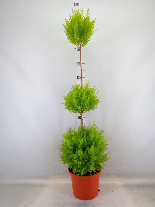 <h4>Cupressus macro. 'Goldcrest' .shape</h4>