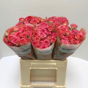 ROSA TR 'CHIMO'