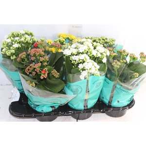 KALANCHOE DOBRADO P15