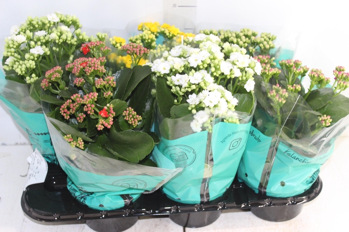 <h4>KALANCHOE DOBRADO P15</h4>