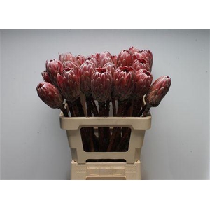 Protea Pink Ice No Leaves